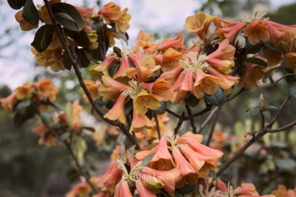 Rhododendron cinnabarinum