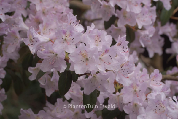 Rhododendron heliolepis brevistylum