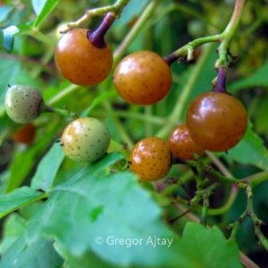 Ampelopsis glandulosa