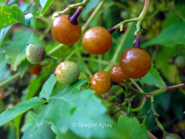 Ampelopsis glandulosa