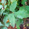 Ampelopsis glandulosa