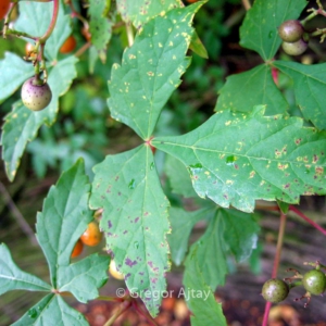 Ampelopsis glandulosa