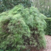 Sambucus racemosa 'Tenuifolia'