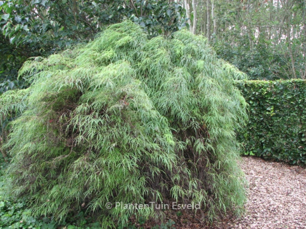 Sambucus racemosa 'Tenuifolia'