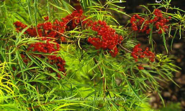 Sambucus racemosa 'Tenuifolia'