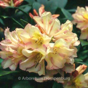 Rhododendron 'Silvia'