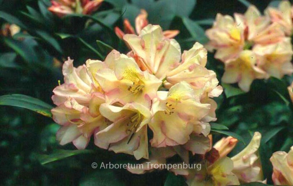Rhododendron 'Silvia'