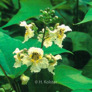 Catalpa ovata