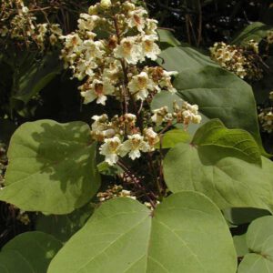 Catalpa ovata