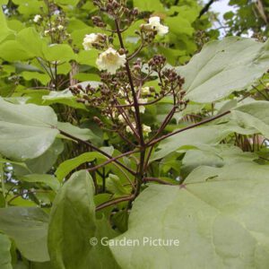 Catalpa ovata