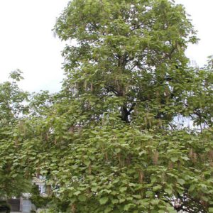 Catalpa ovata