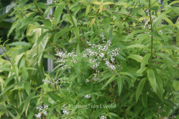 Lippia citriodora