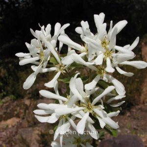 Amelanchier rotundifolia