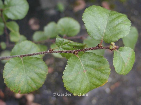 Betula fruticosa