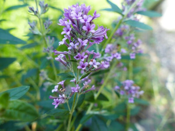 Buddleja alternifolia 'Unique'