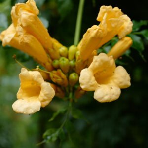 Campsis radicans 'Yellow Trumpet'