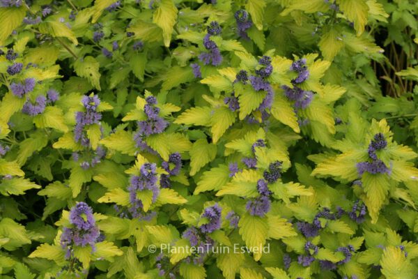 Caryopteris clandonensis 'Hint of Gold'