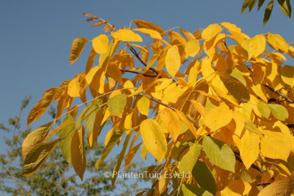 Cladrastis lutea