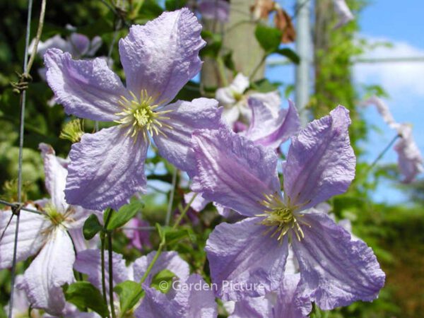 Clematis 'Blue Angel'