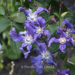 Clematis 'Blue Priouette'