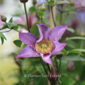 Clematis 'Exciting'