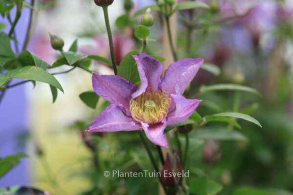 Clematis 'Exciting'