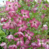 Clematis 'Zoiamha' (I AM HAPPY)