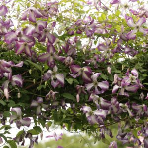 Clematis 'I am Lady J'