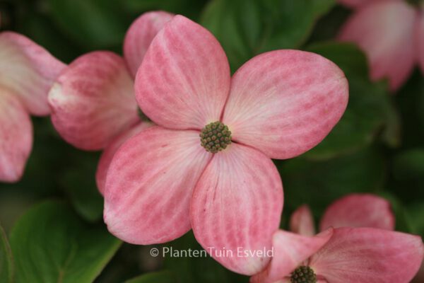 Cornus kousa 'New Red'