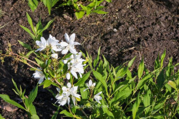 Deutzia 'Yuki Snowflake'