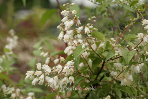 Deutzia chunii