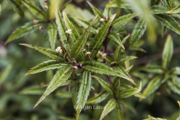 Helwingia chinensis oblanceolata