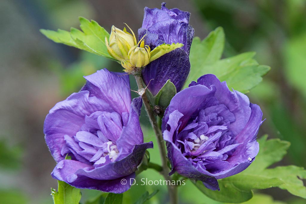 Hibiscus Syriacus ‘Blue Chiffon’ – Plantentuin Esveld