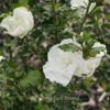 Hibiscus syriacus 'White Chiffon'