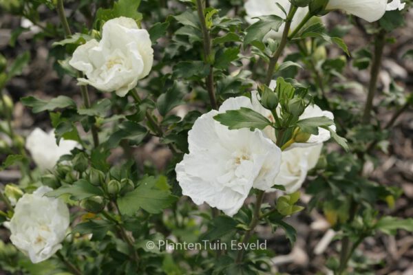 Hibiscus syriacus 'White Chiffon'