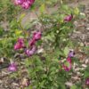 Hibiscus syriacus 'Purple Ruffles'