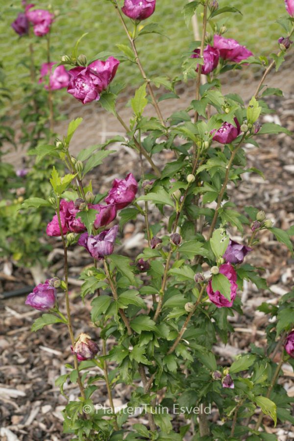 Hibiscus syriacus 'Purple Ruffles'