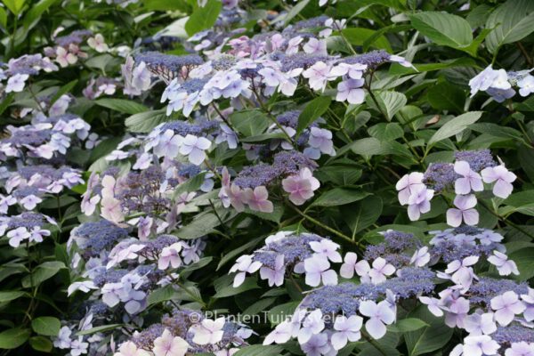 Hydrangea macrophylla 'Aduarda'