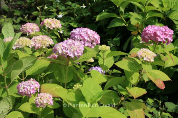 Hydrangea macrophylla 'Forever and Ever'