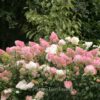 Hydrangea paniculata 'Vanille Fraise'