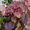 Hydrangea paniculata 'Little Quick Fire'