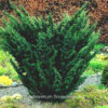 Juniperus media 'Blaauw'