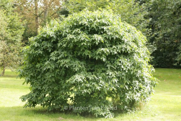 Liquidambar styraciflua 'Globe'