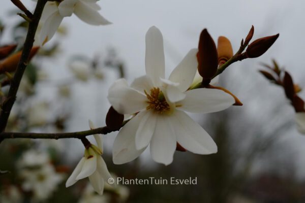 Michelia 'Fairy Magnolia Cream'