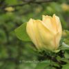 Magnolia 'Yellow Bird'