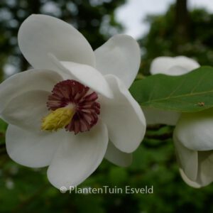 Magnolia parviflora