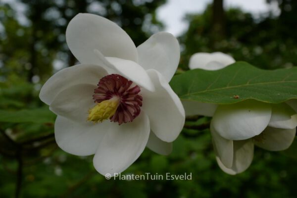 Magnolia parviflora