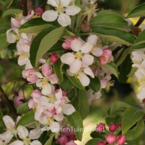 Malus 'Perpetu'