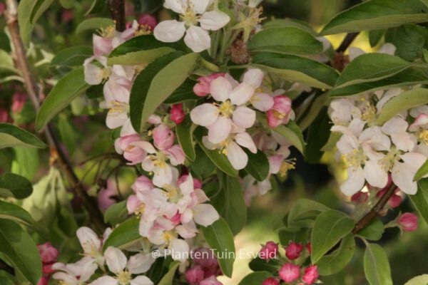 Malus 'Perpetu'