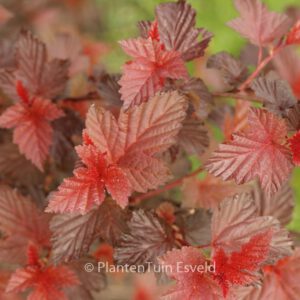 Physocarpus opulifolius 'Lady in Red'